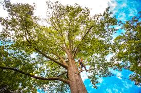 Best Soil Testing and Treatment  in Grandview, IL