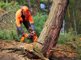 How Our Tree Care Process Works  in  Grandview, IL