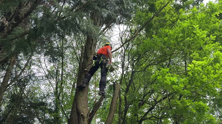Best Utility Line Clearance  in Grandview, IL