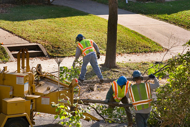Best Tree and Shrub Care  in Grandview, IL
