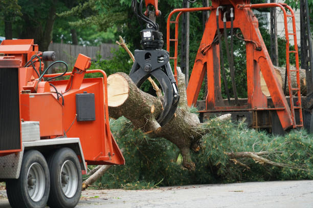 Best Hedge Trimming  in Grandview, IL
