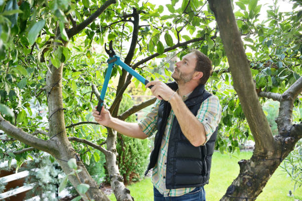 Tree and Shrub Care in Grandview, IL
